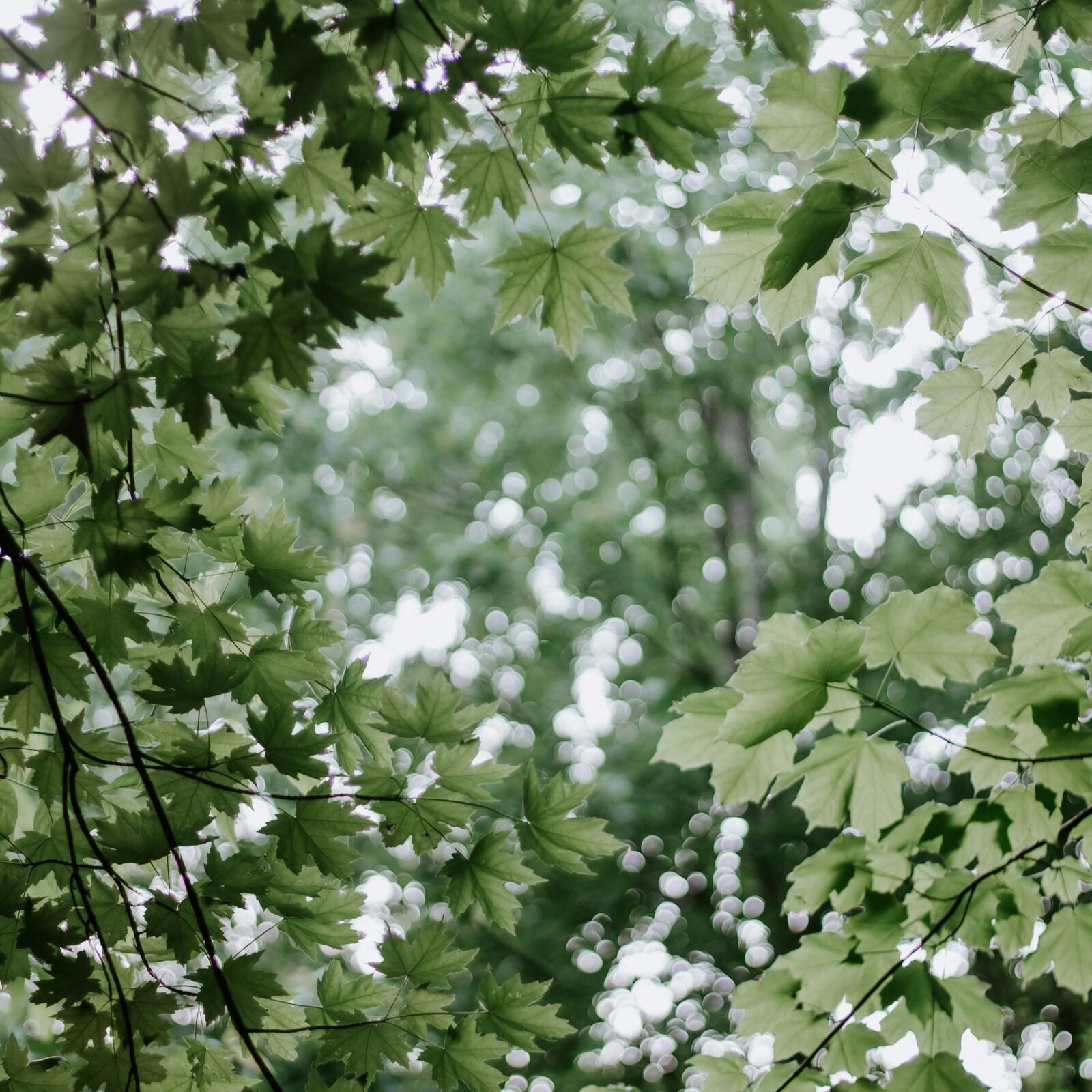 Nahaufnahme von grünen Ahornblättern mit unscharfen Lichtpunkten im Hintergrund eines bewaldeten Bereichs.