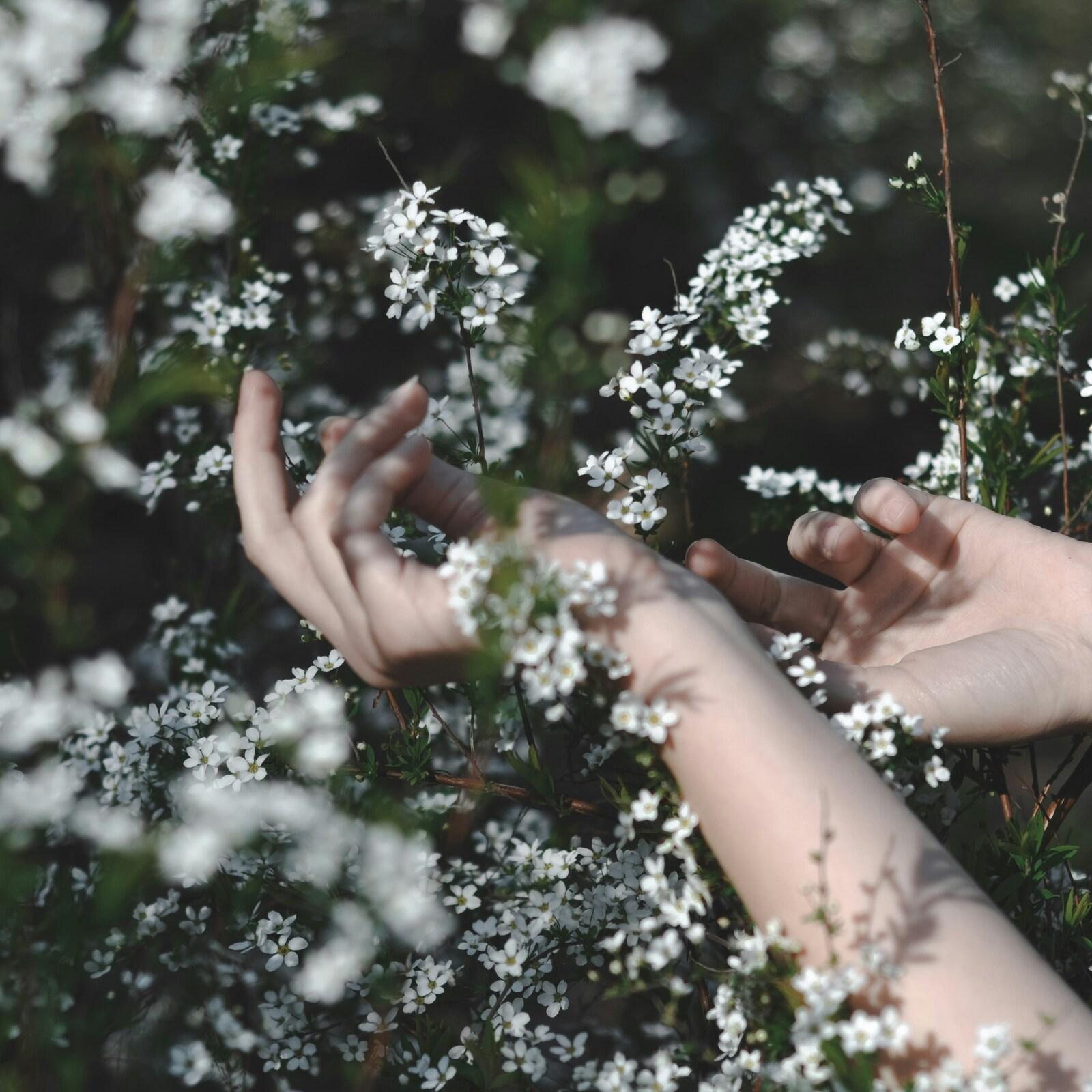 Hände, die sanft zwischen blühenden weißen Pflanzen in einem grünen Feld bewegt werden.
